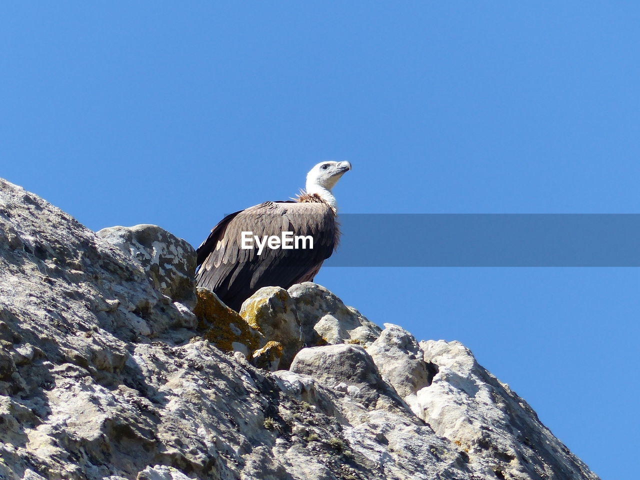 Low angle view of eagle perching on rock