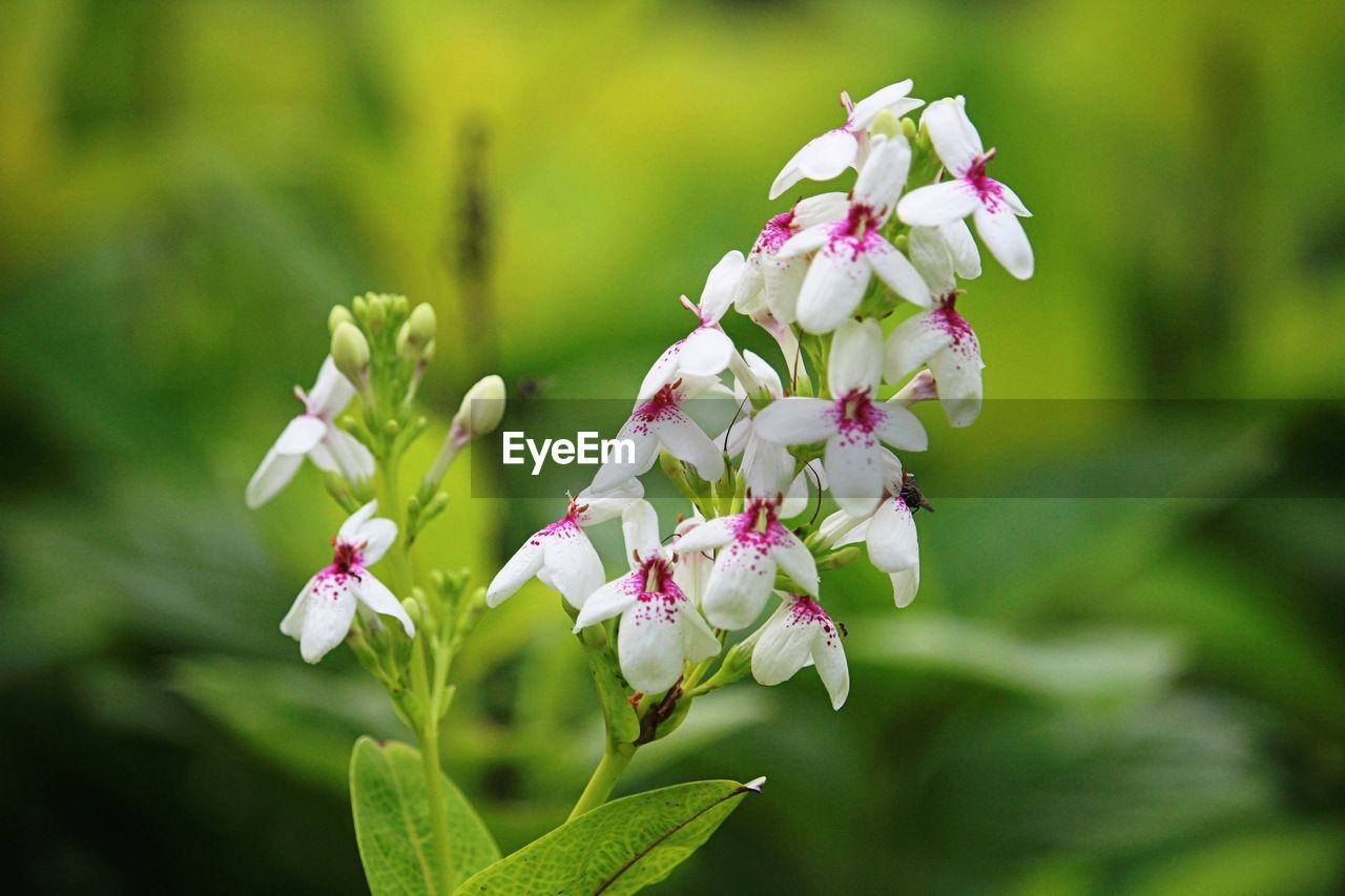 Close-up of pink flowering plant