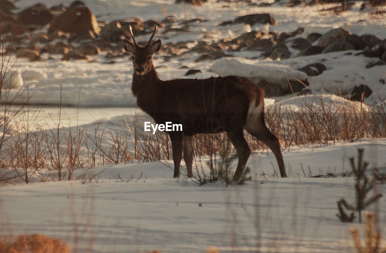 Deer standing on snow covered field