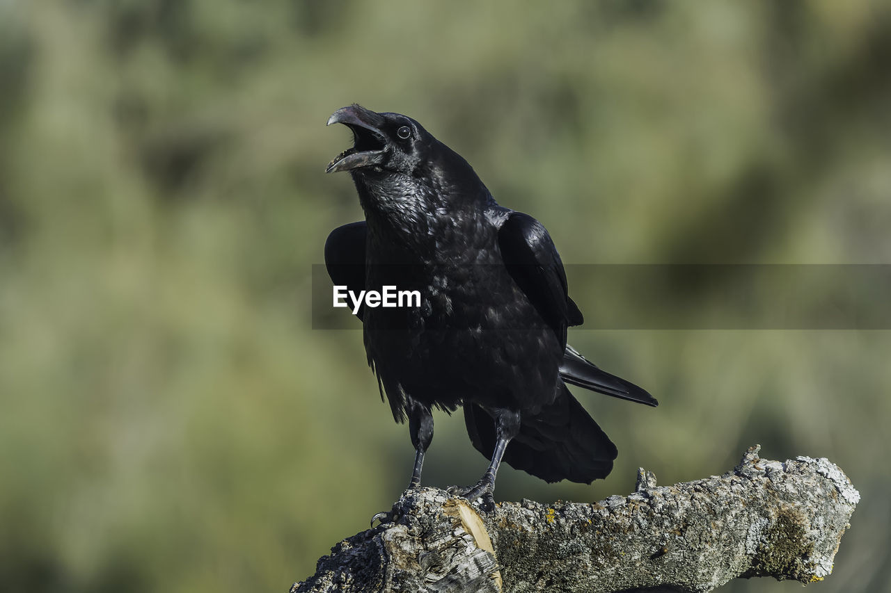 Close-up of raven perching on branch