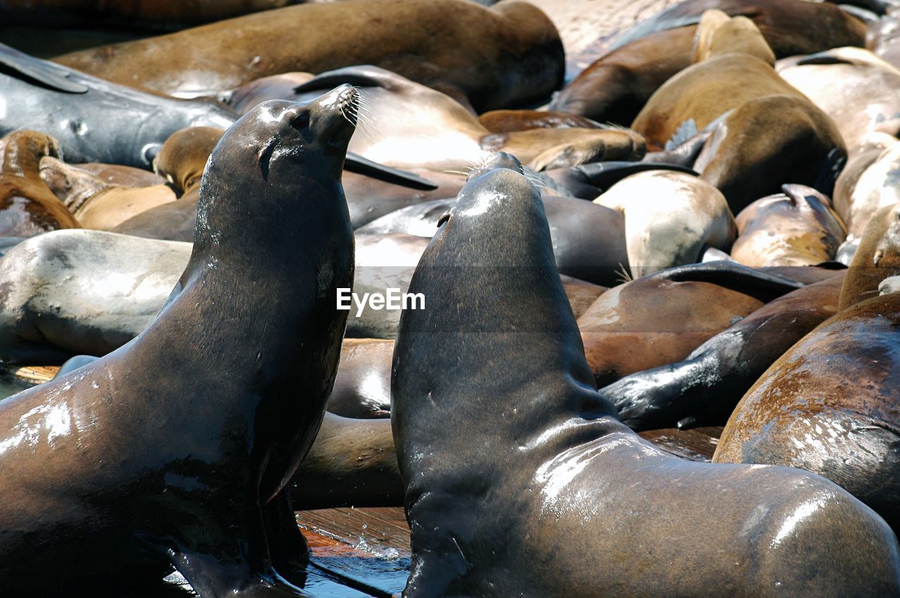 Sea lions on pier 39