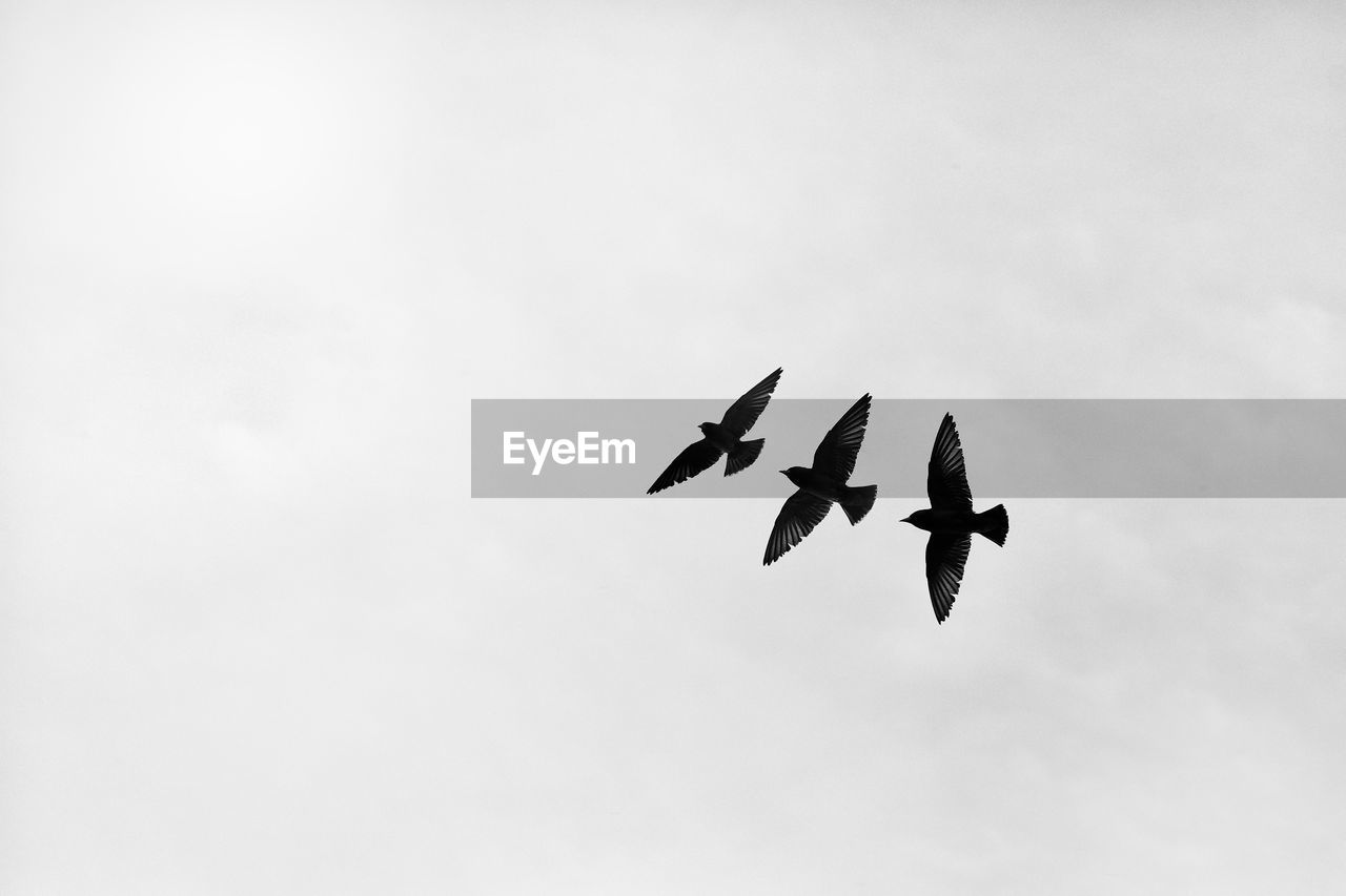 Low angle view of birds flying in sky