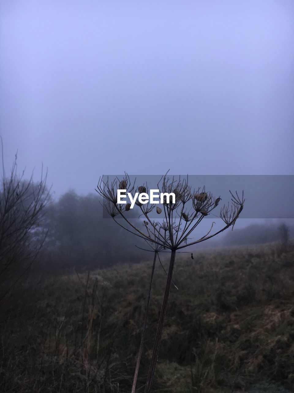 Bare tree on field against clear sky