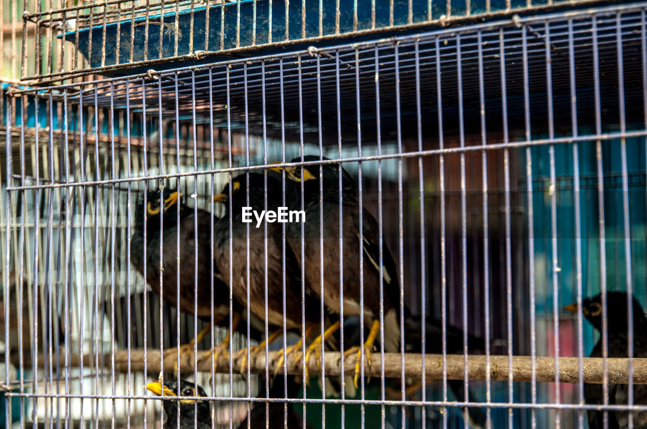 CLOSE-UP OF A BIRD IN CAGE