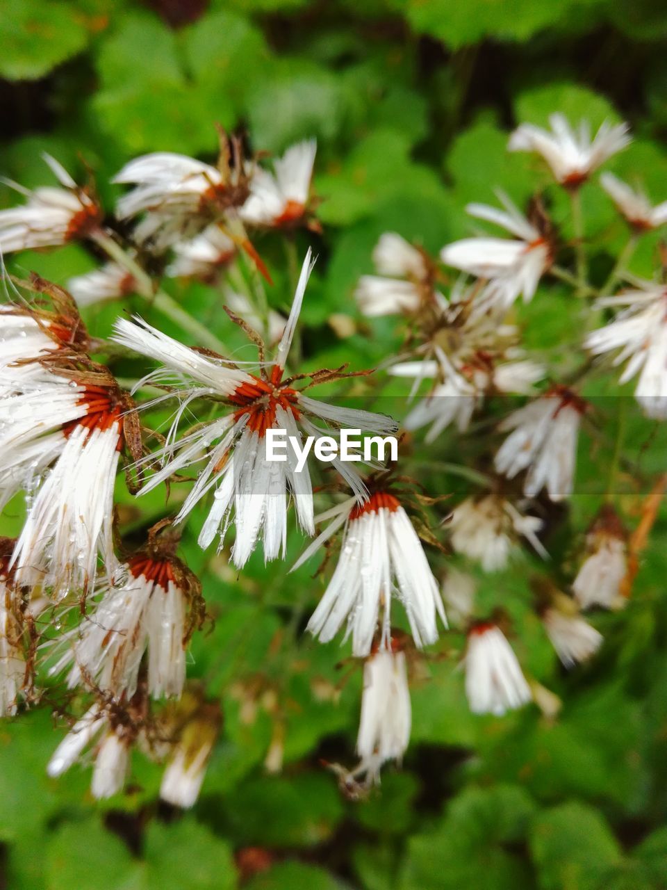 CLOSE-UP OF WHITE FLOWERS ON PLANT