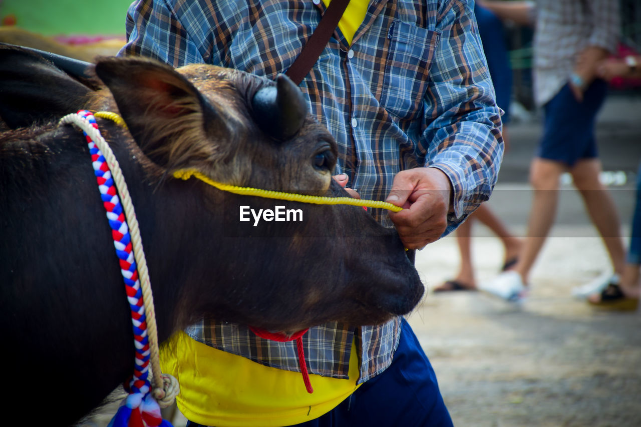 Buffalo in fancy parade with owner 