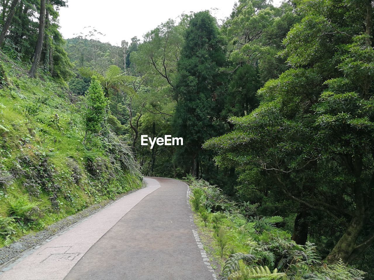 EMPTY ROAD IN FOREST