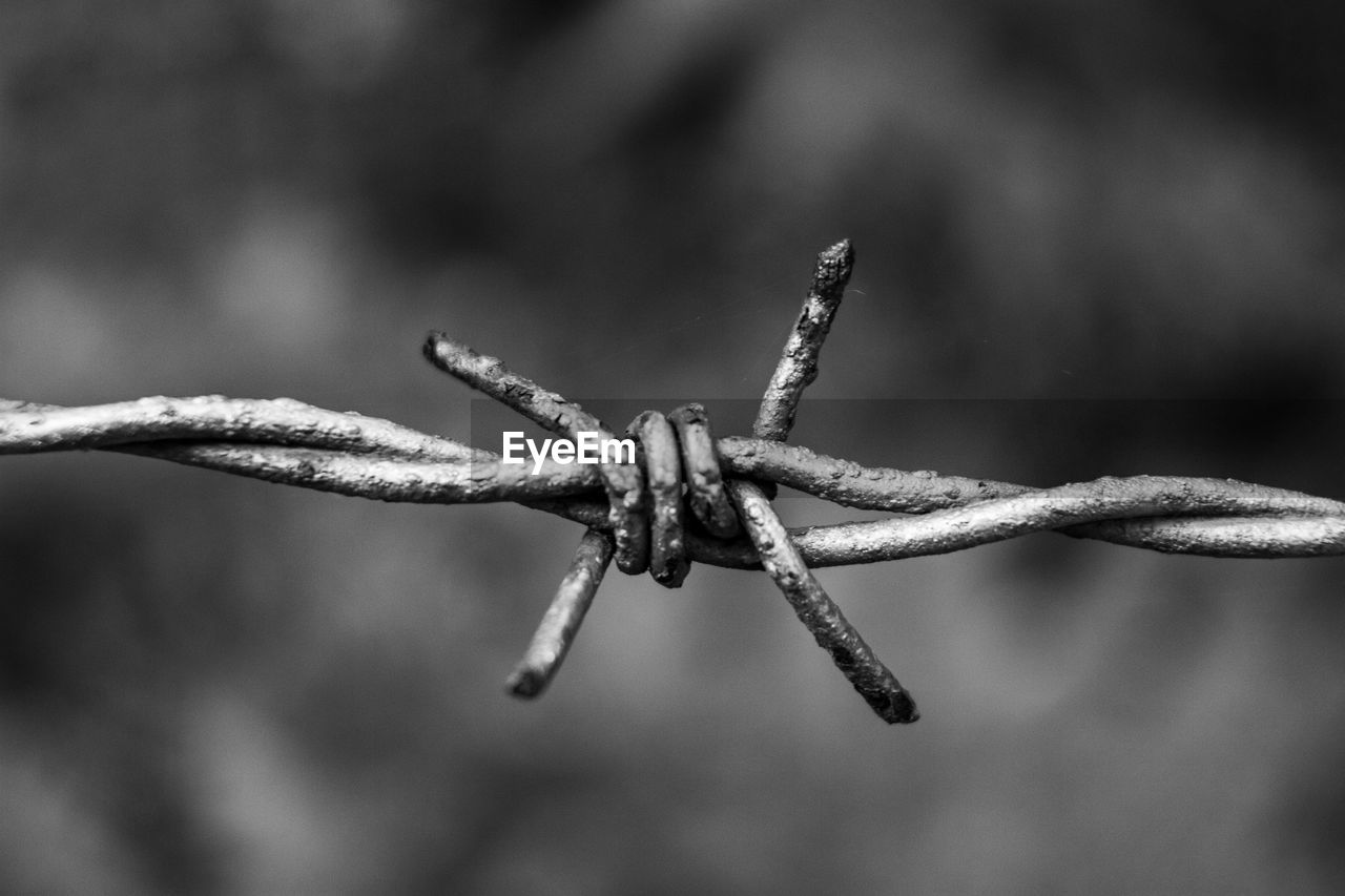 CLOSE-UP OF GRASSHOPPER ON A BARBED WIRE