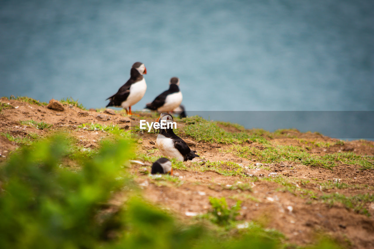 animal themes, animal, bird, animal wildlife, wildlife, nature, puffin, group of animals, selective focus, day, no people, outdoors, two animals, rock, full length, water, green, plant, perching