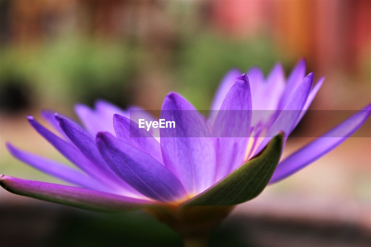 Close-up petals of purple lotus blooming. stock photo on blur background