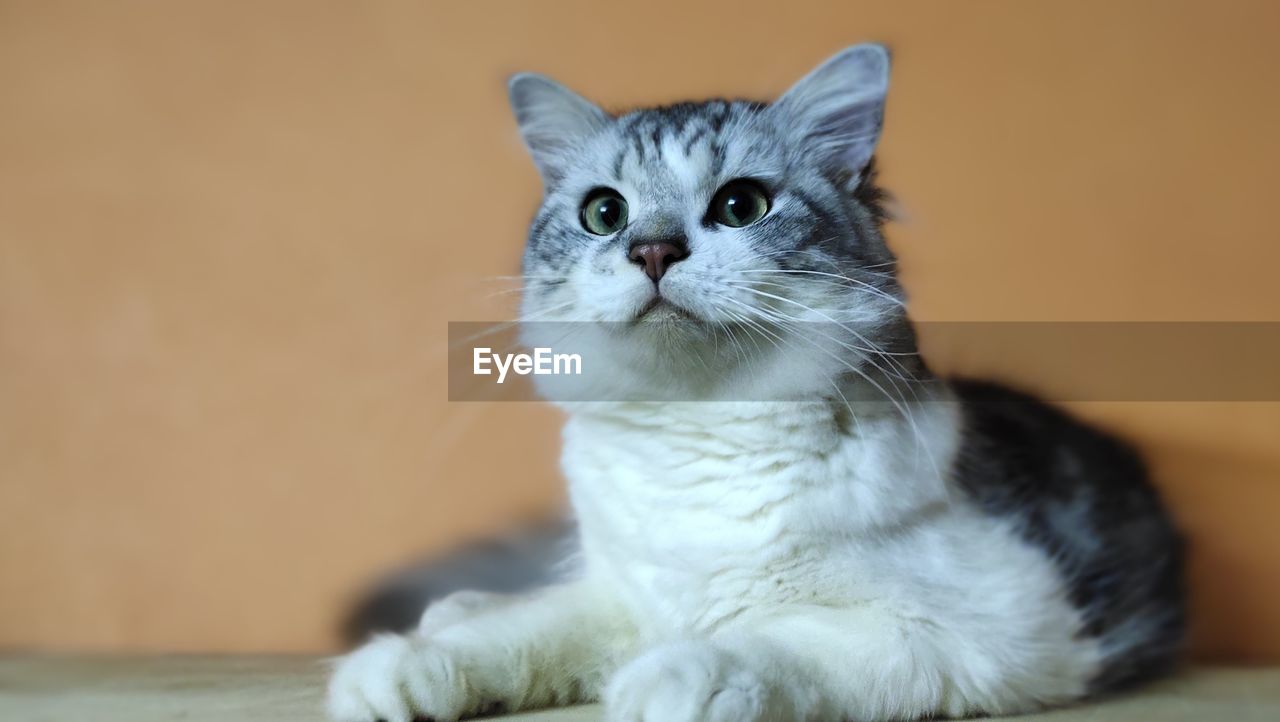 Close-up of cat