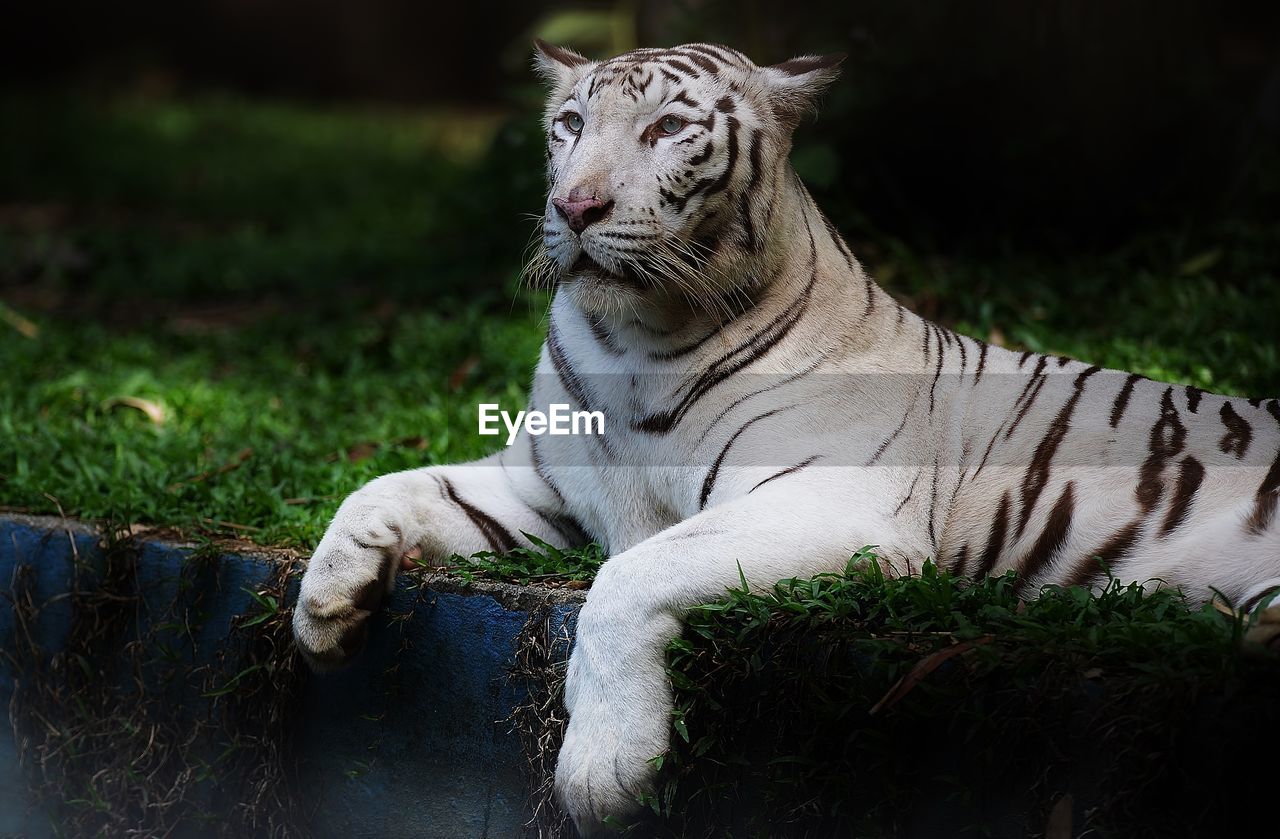 White tiger lying on grass in forest