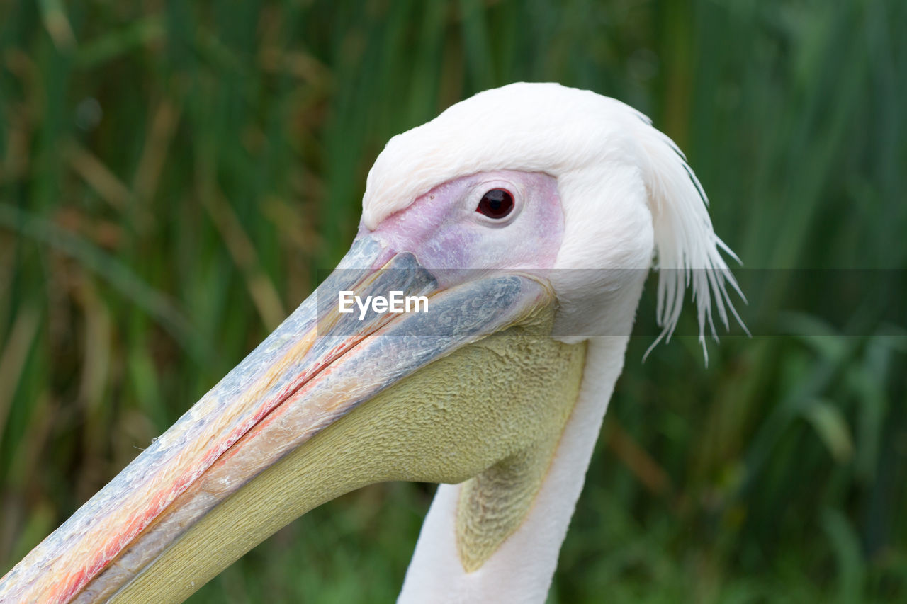 CLOSE-UP OF A WHITE BIRD