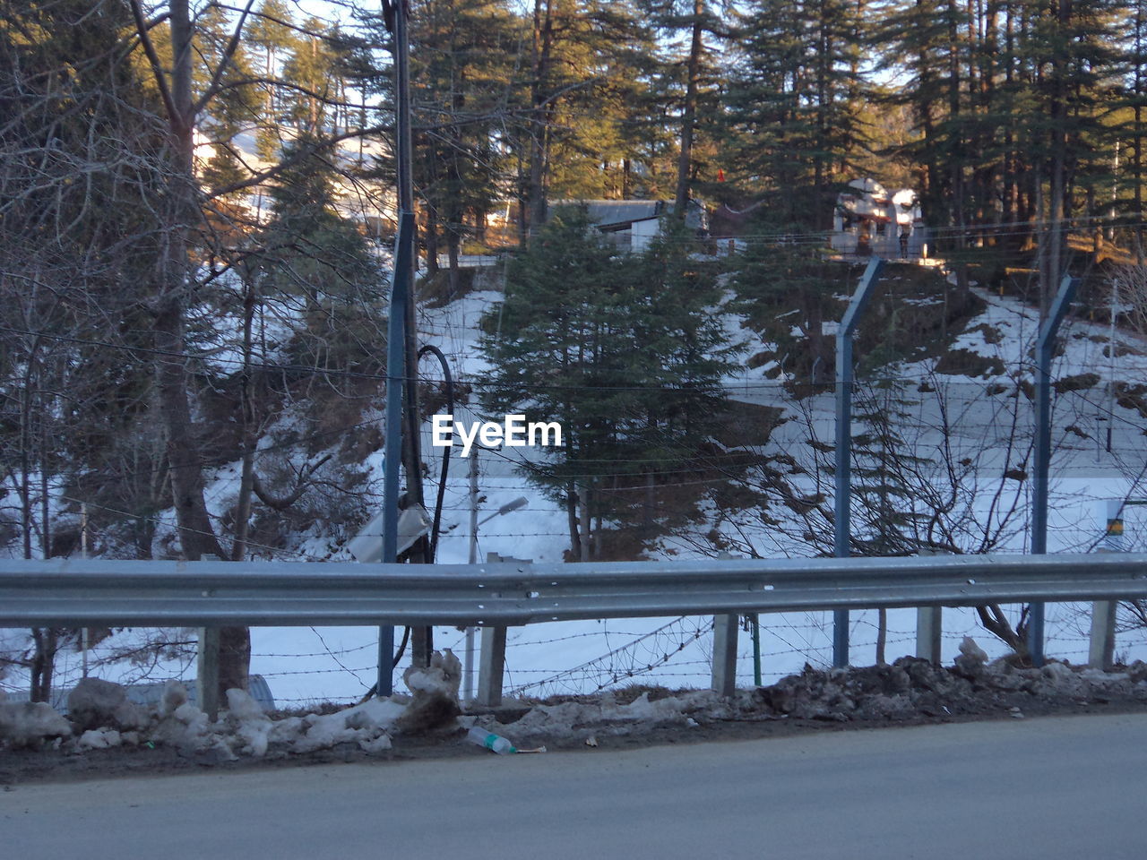 BARE TREES IN SNOW COVERED FOREST