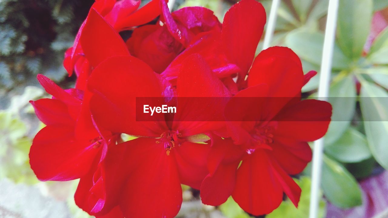 CLOSE-UP OF RED FLOWER