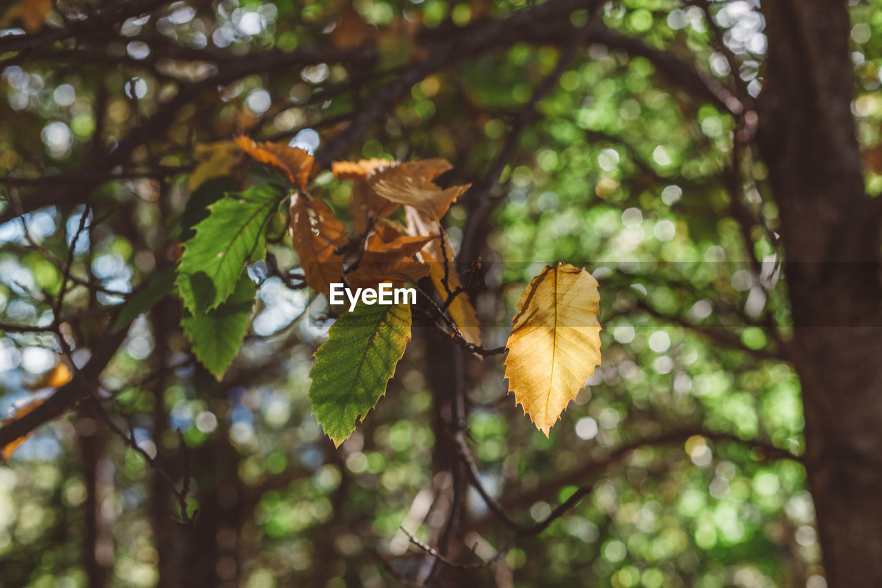 Low angle view of autumn tree