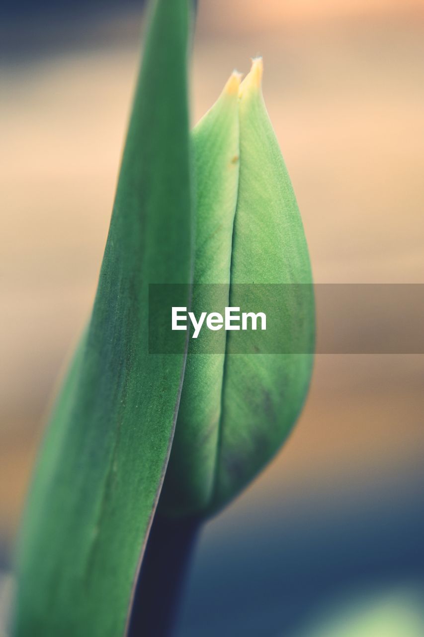 CLOSE-UP OF FRESH GREEN PLANT