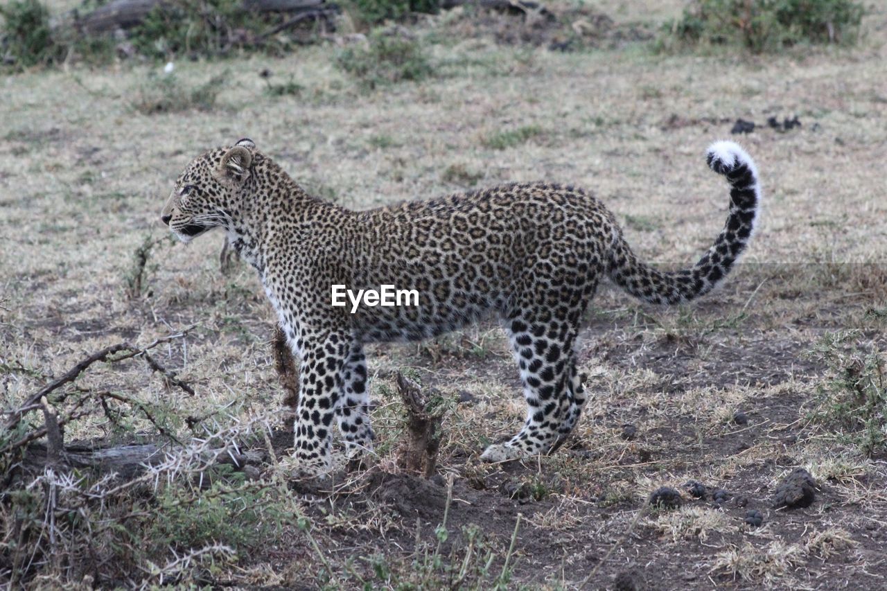 Side view of a cat on land