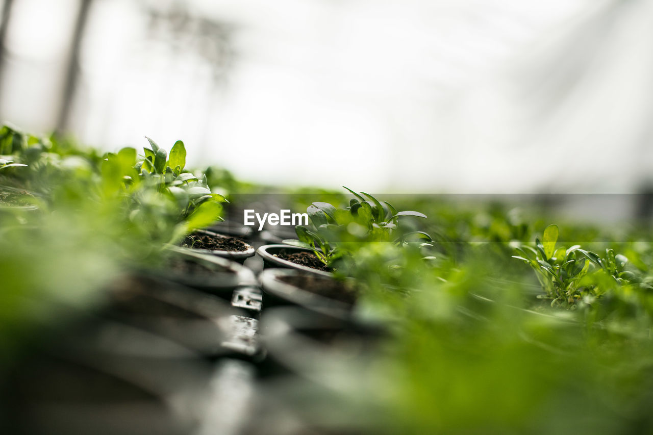 Close-up of plant in seedling tray