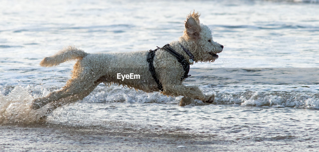 DOG RUNNING IN SEA