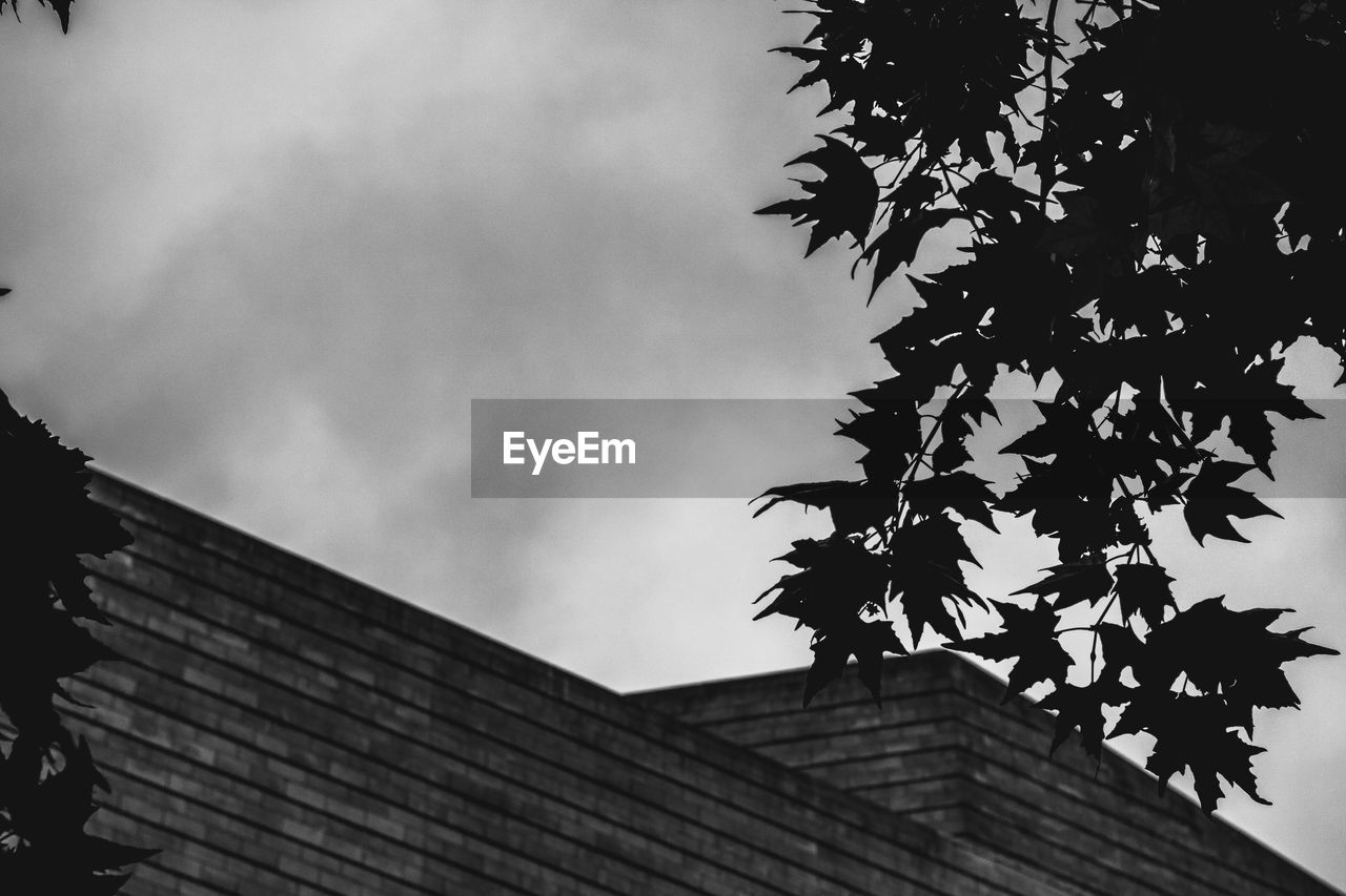 LOW ANGLE VIEW OF TREE AGAINST BUILDING