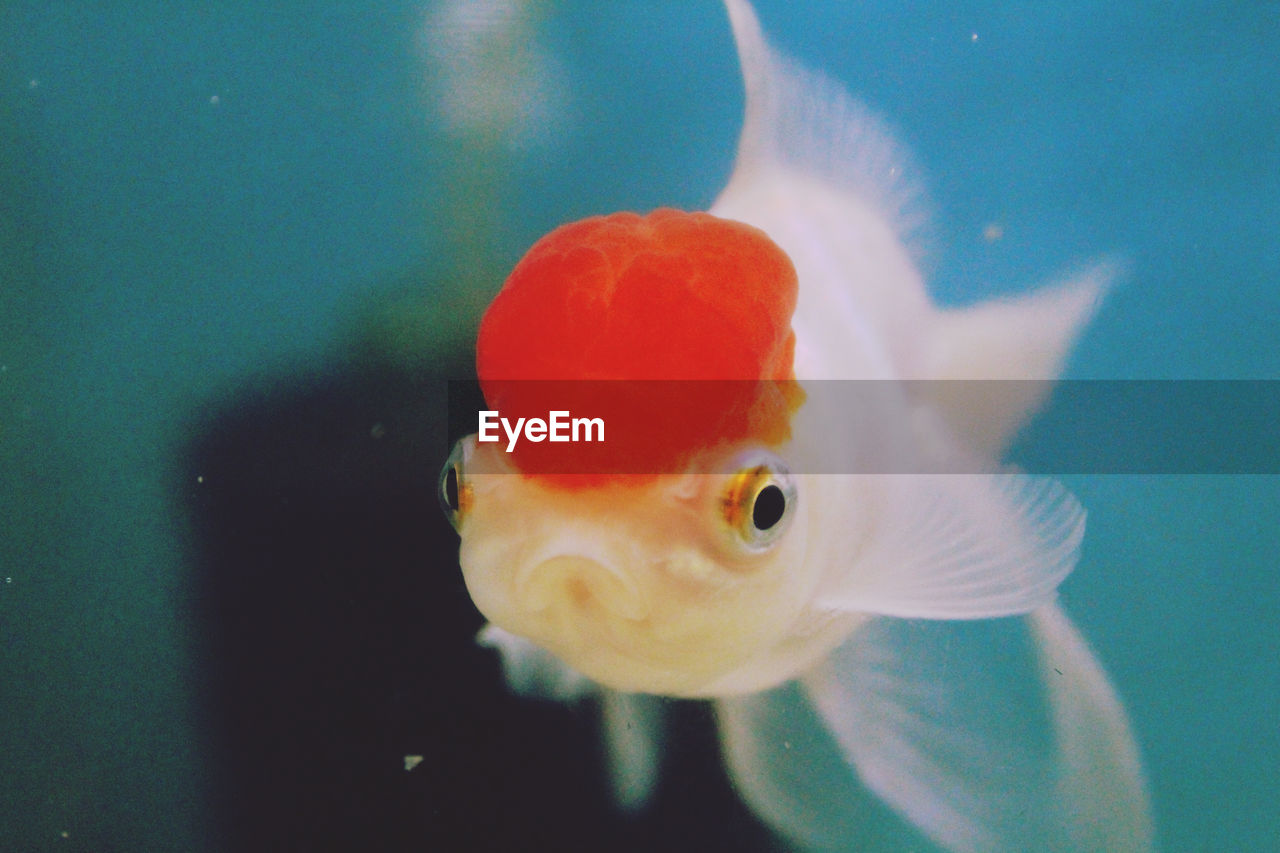 Close-up of red cap oranda goldfish in tank at aquarium