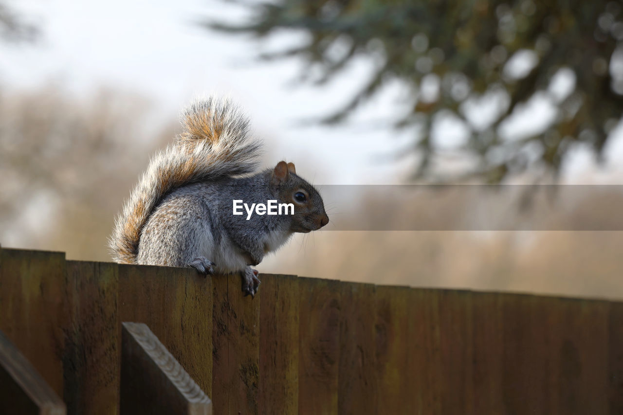 CLOSE-UP OF SQUIRREL