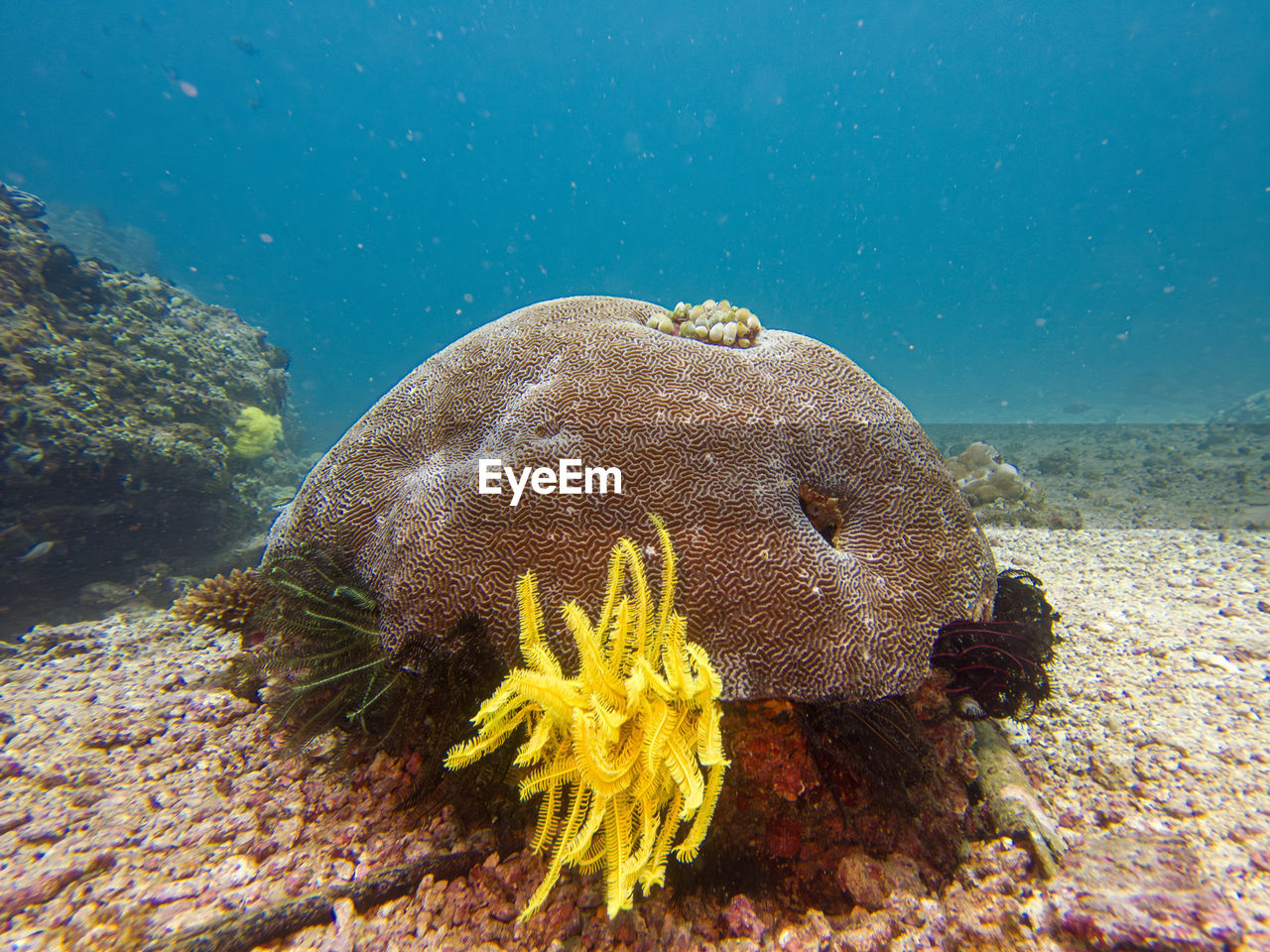 sea, animal wildlife, wildlife, undersea, animal, animal themes, underwater, water, sea life, marine, marine biology, coral reef, nature, reef, coral, fish, one animal, aquarium, coral reef fish, no people, swimming, marine invertebrates, beauty in nature, ocean, outdoors, water sports, ocean floor, sports, tropical fish, ecosystem