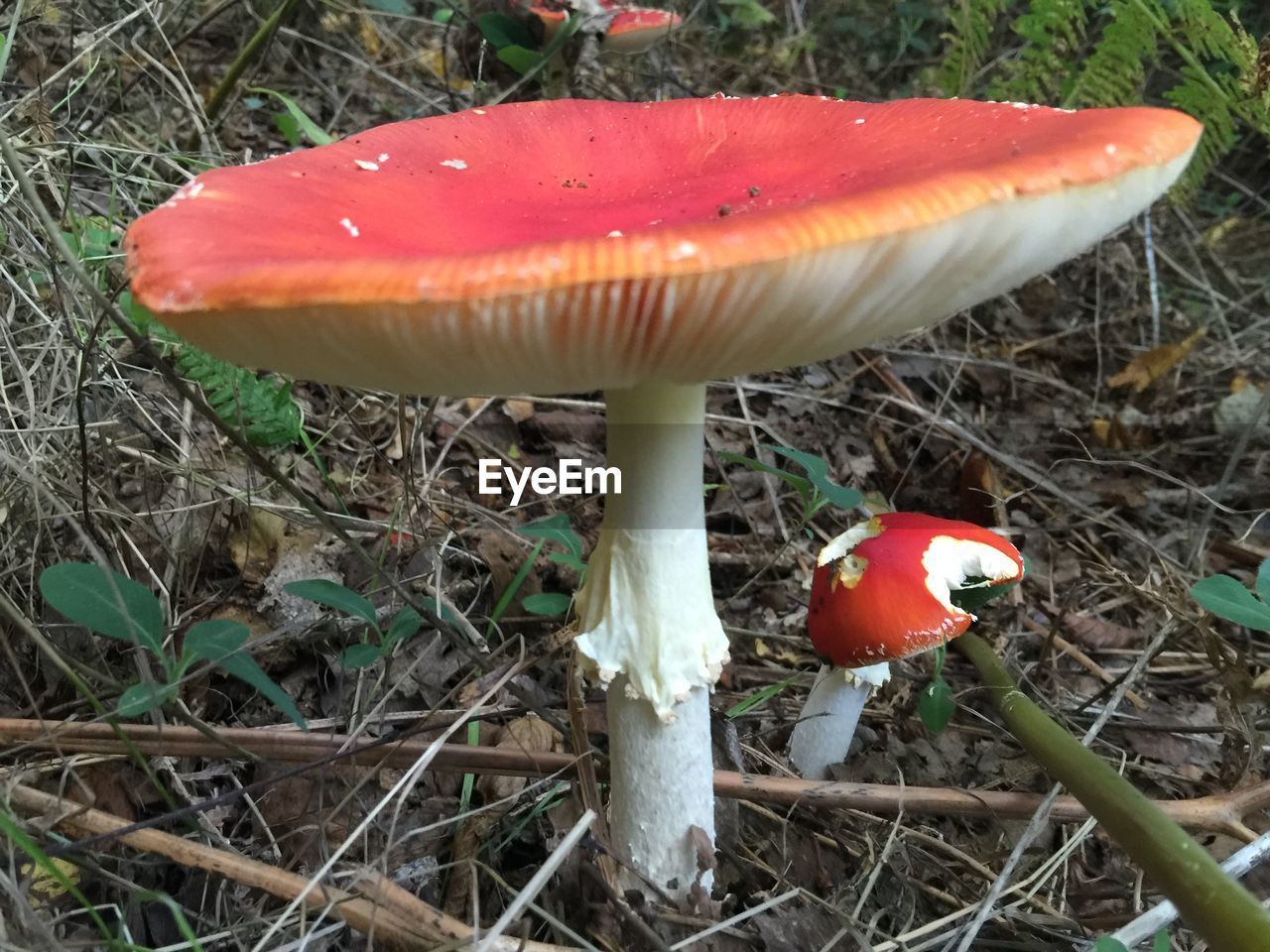 CLOSE-UP OF MUSHROOMS ON FIELD