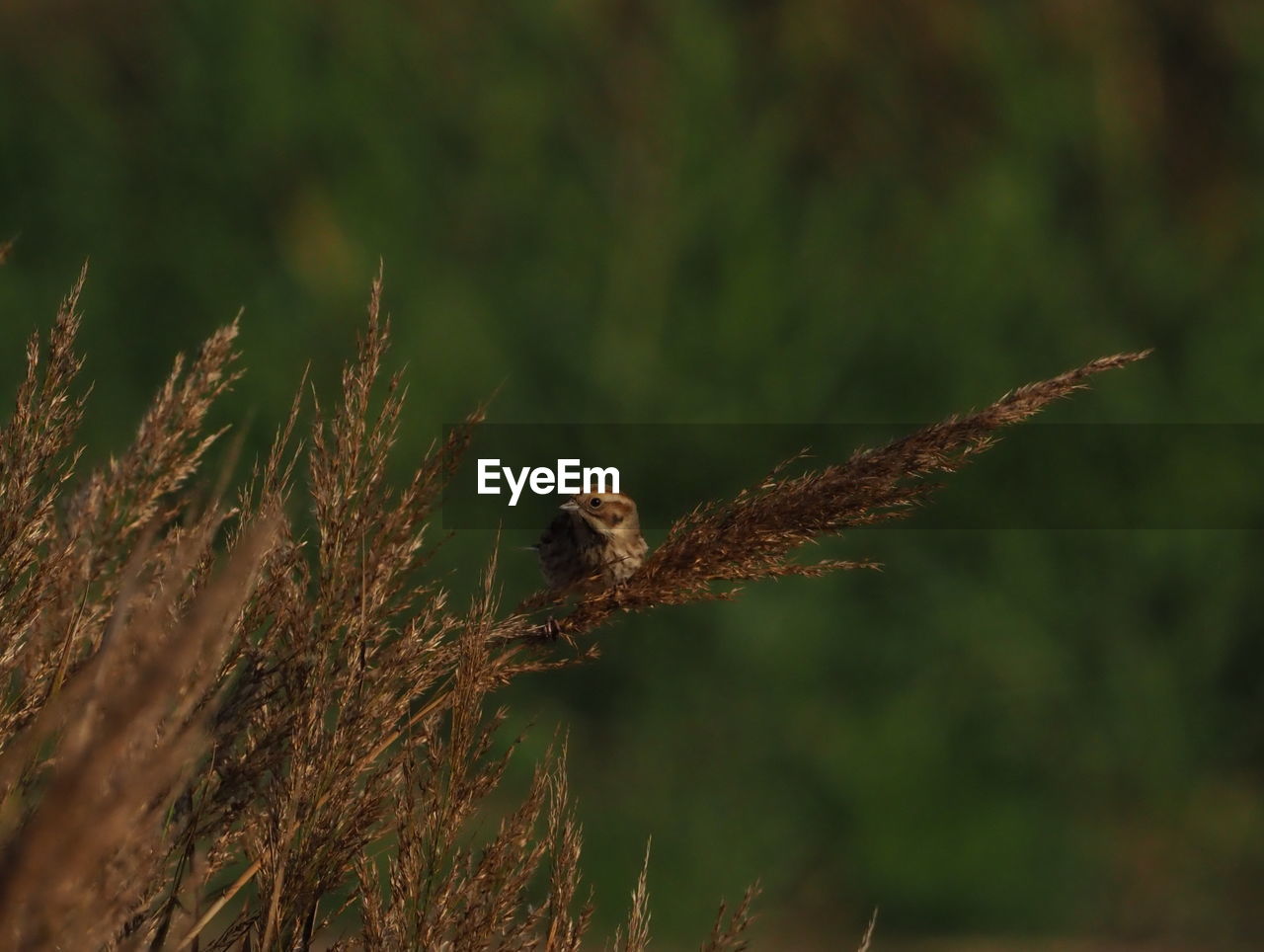 CLOSE-UP OF A BIRD PERCHING ON A TREE