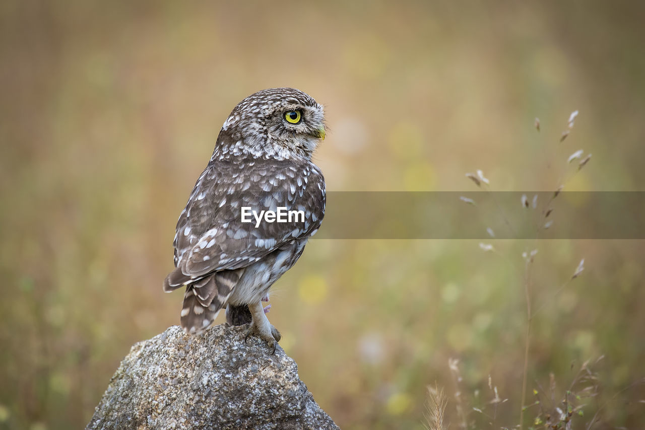 CLOSE-UP OF A BIRD