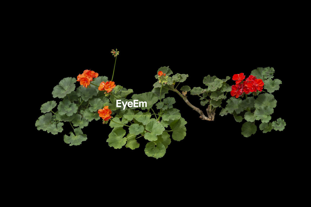 CLOSE-UP OF FLOWERS AGAINST BLACK BACKGROUND