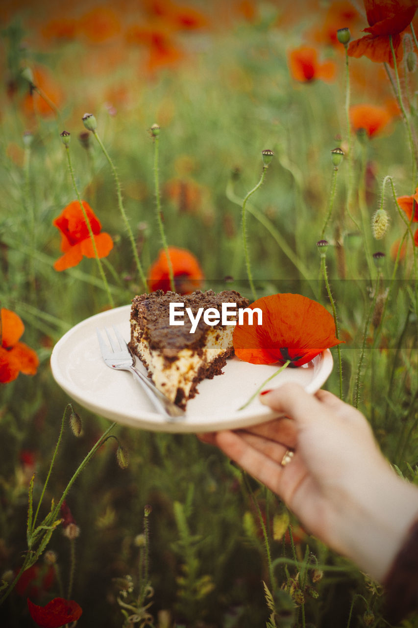 Close-up of hand holding plate with piece od cake and poppy blossom over flower on field