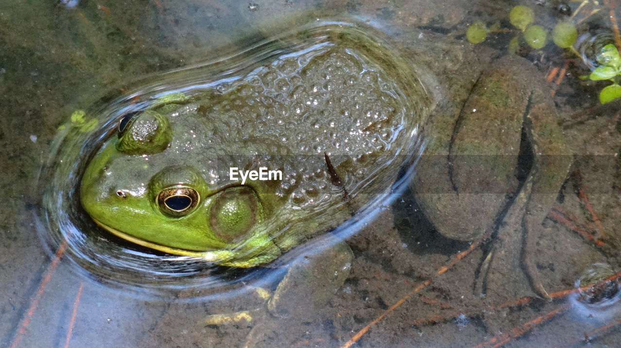 Close-up of frog in water