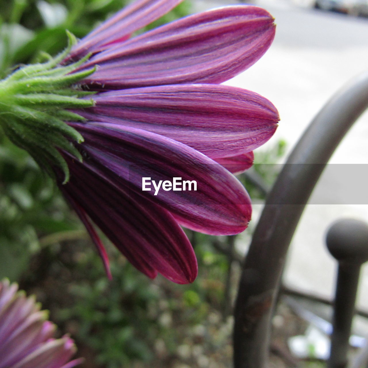 Close-up of pink flower