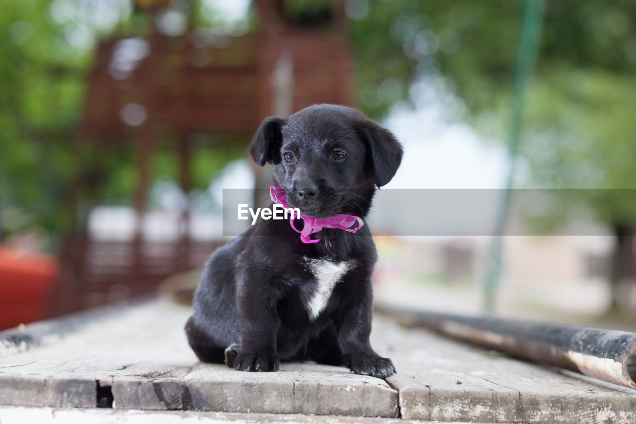 Close-up of black puppy sitting on floorboard