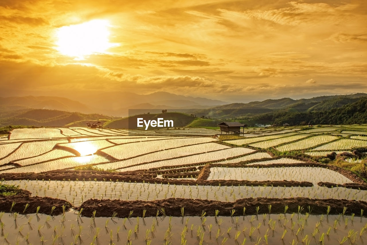 Terraced rice paddy field at sunset