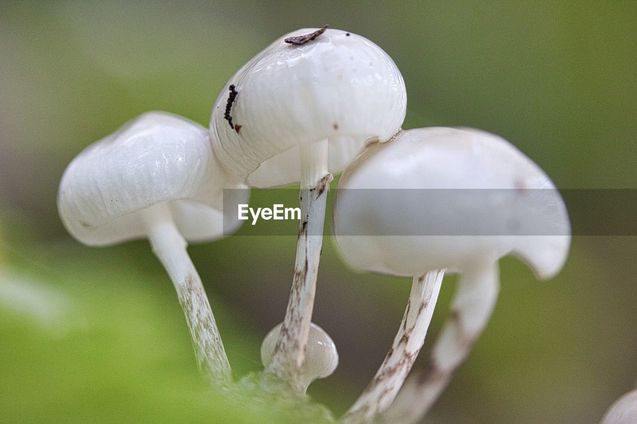 Close-up of white mushrooms