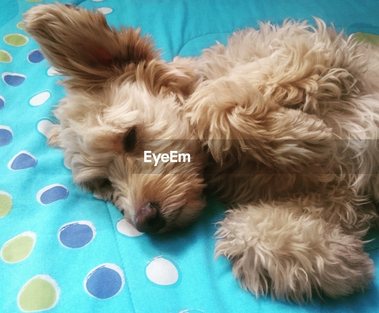 CLOSE-UP PORTRAIT OF SLEEPING DOG