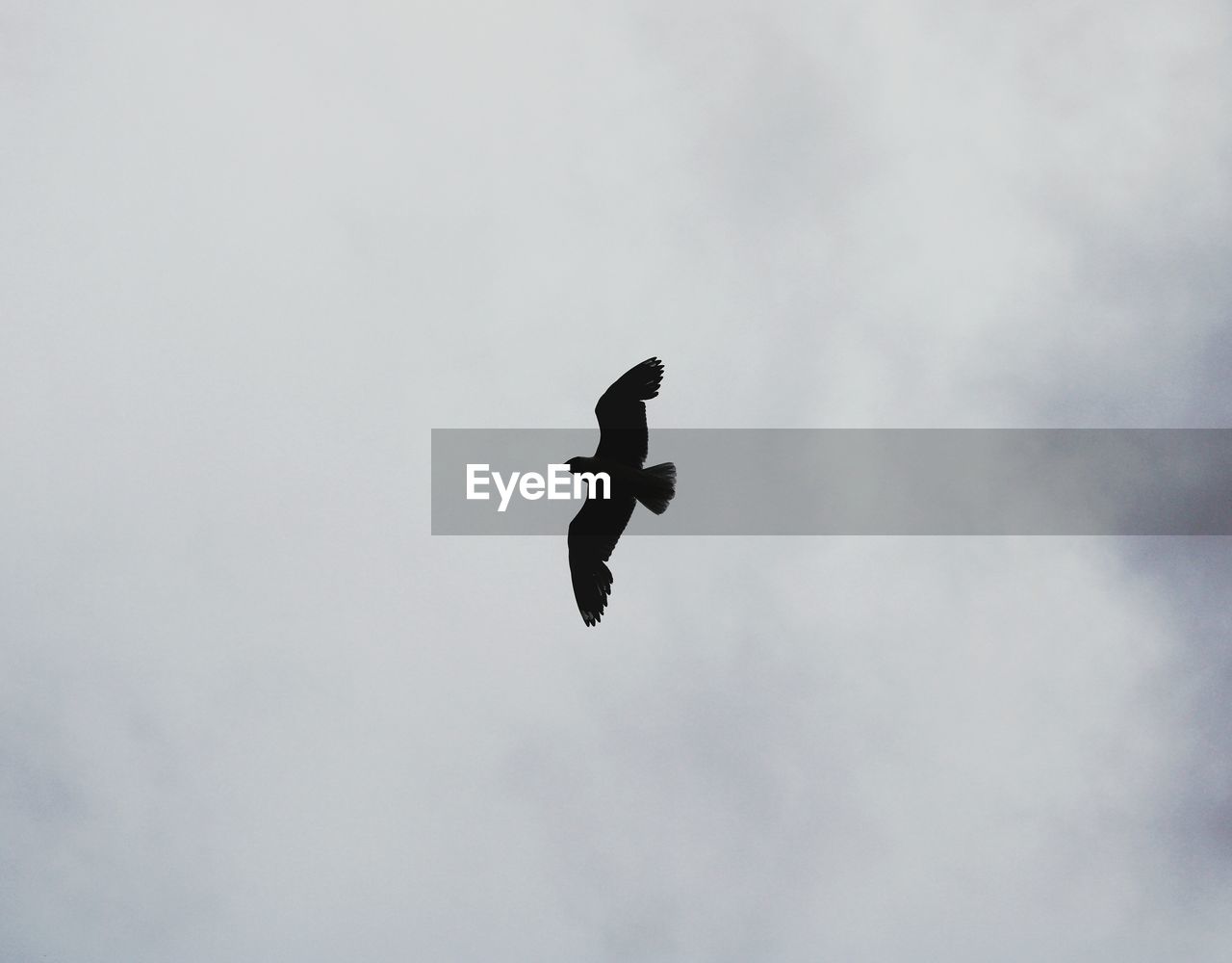 LOW ANGLE VIEW OF BIRD FLYING IN SKY