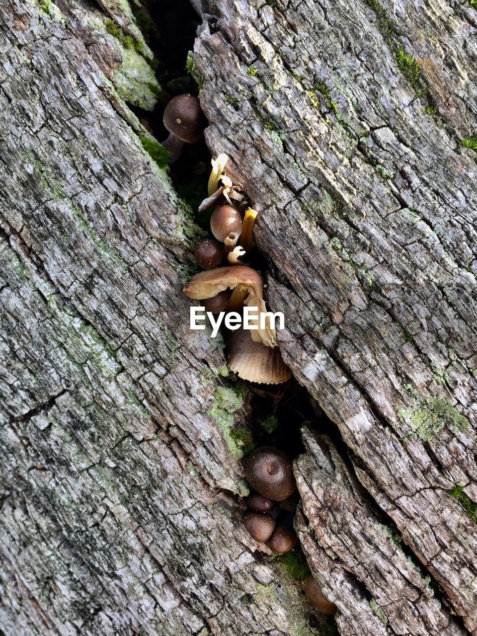 CLOSE-UP OF MUSHROOM ON TREE