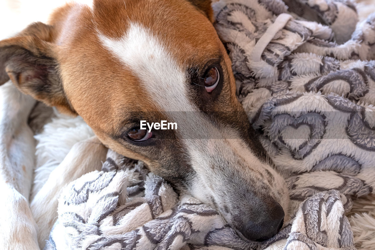 Close-up of a dog sleeping on bed