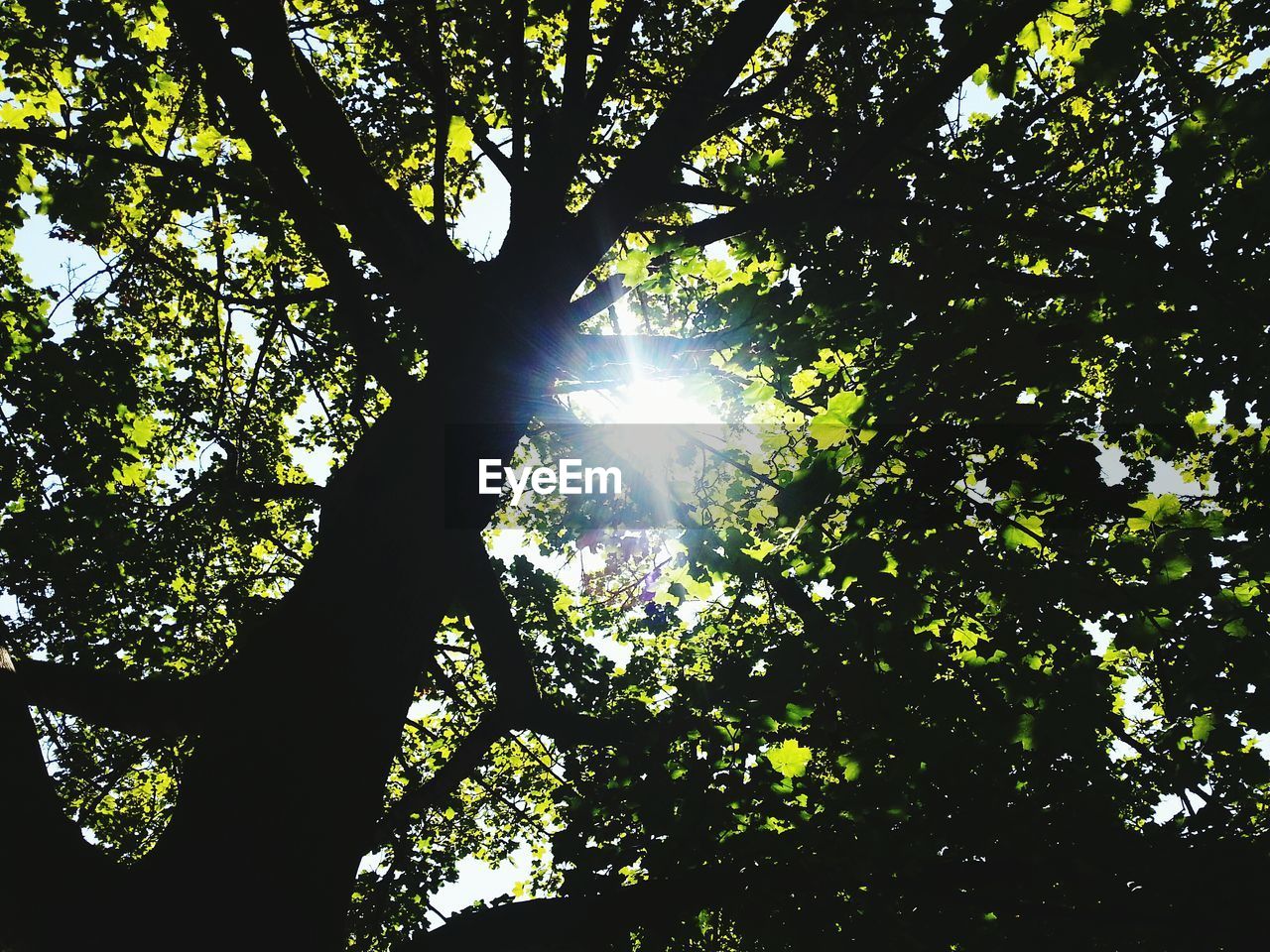 Low angle view of silhouette trees in forest against sky