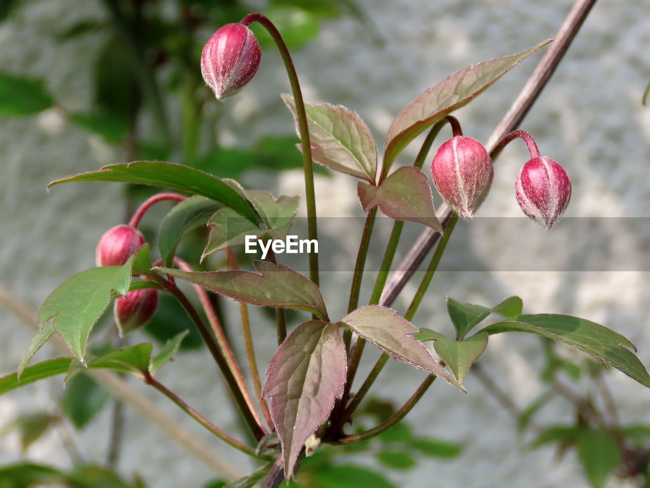 CLOSE-UP OF BERRIES GROWING ON PLANT