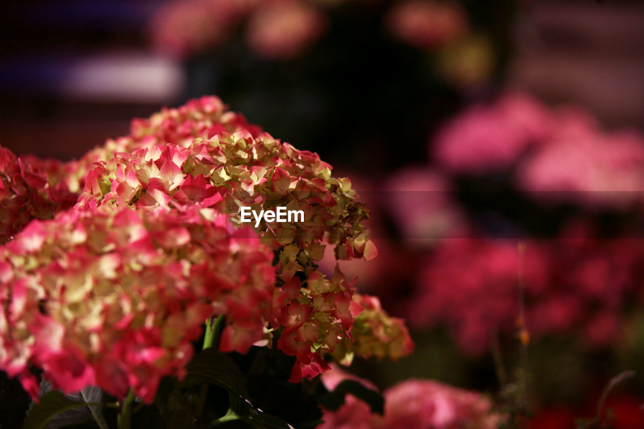 CLOSE-UP OF PINK BOUGAINVILLEA FLOWERS