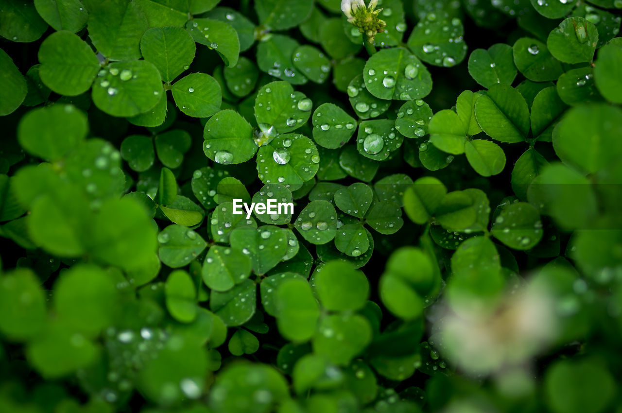 Full frame shot of wet leaves