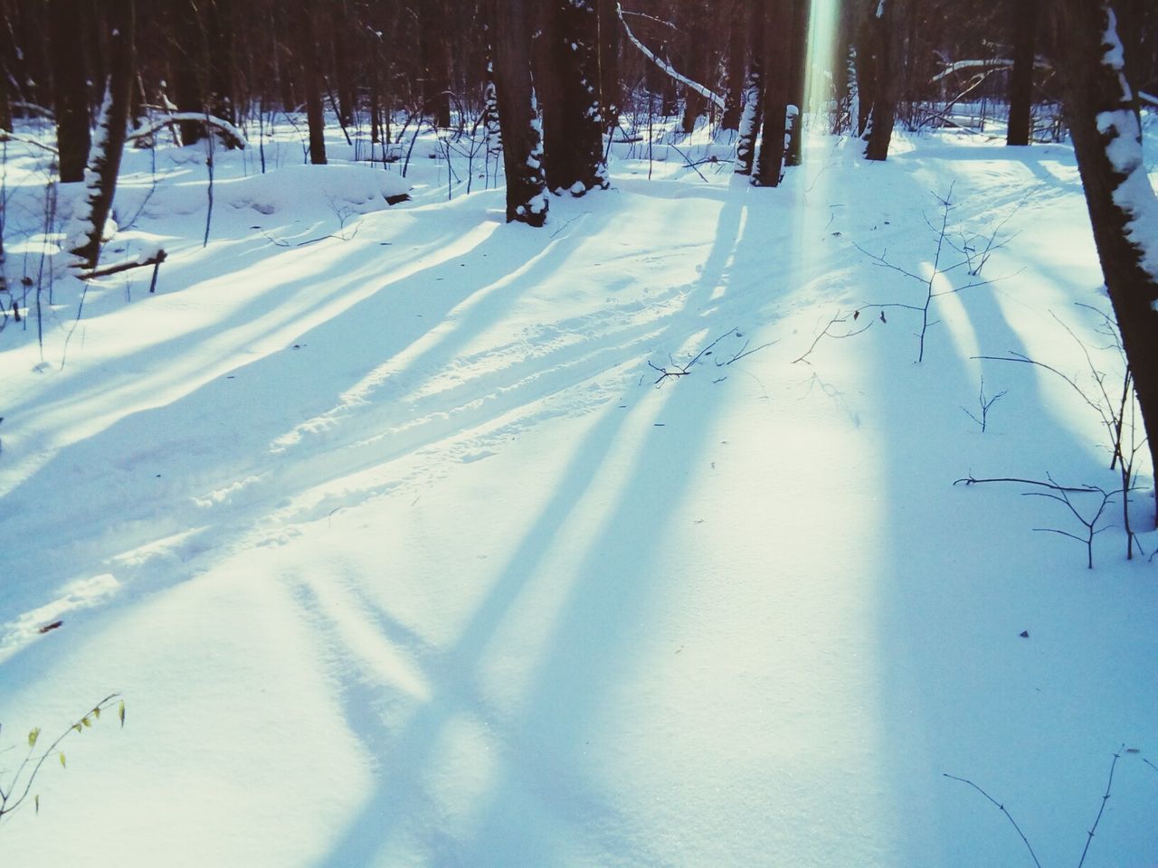 SNOW COVERED TREES IN WINTER