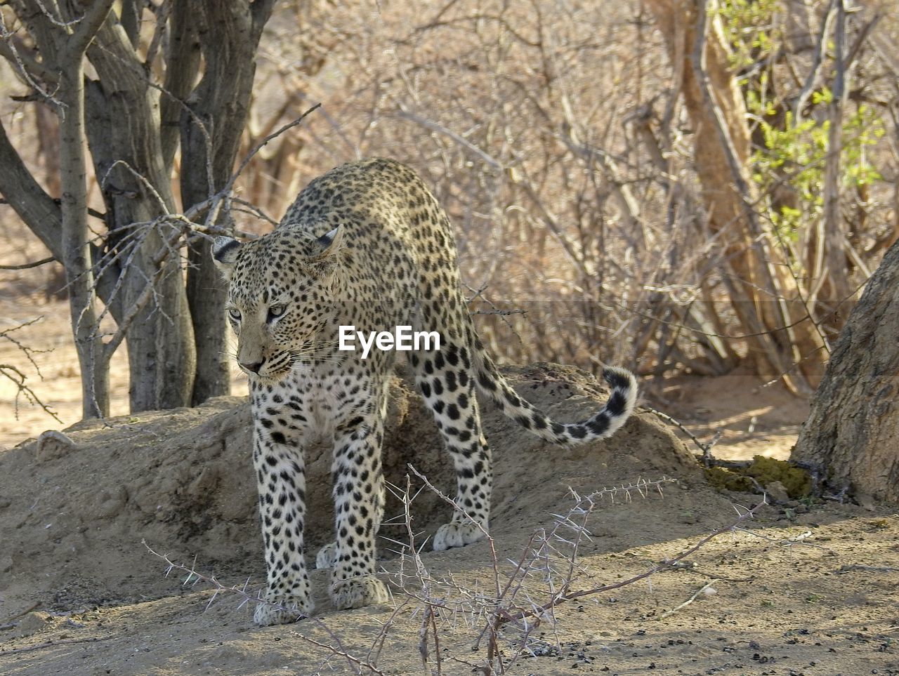 View of a leopard coning out of shade