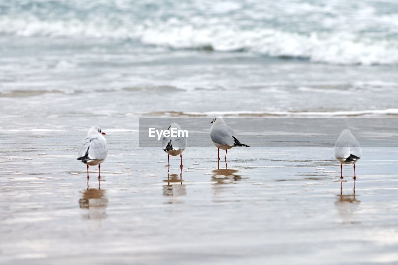 Seagulls walking on seashore. black-headed gulls, walking on sea beach. chroicocephalus ridibundus