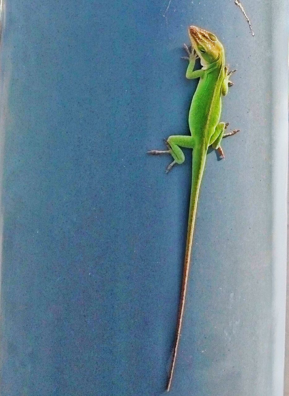 CLOSE-UP OF LIZARD